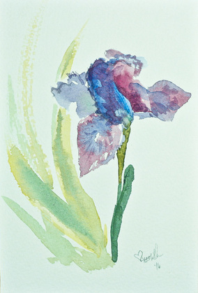 Watercolor painting of a purple iris painted in a loose and expressive style by artist Abigail Miller