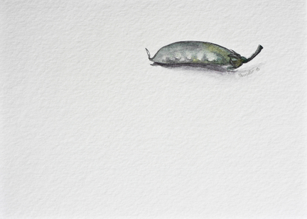 Picturewater color study of snow a snow pea pod