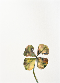 watercolor study of a 4-leaf clover by Abigail EE Miller