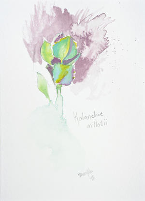 a watercolor of the succulent kalanchoe millotii