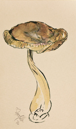 Shiitake mushroom watercolor study by AEE Miller